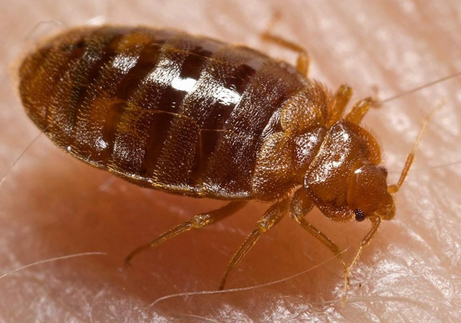 Sweetland being treated for bed bugs