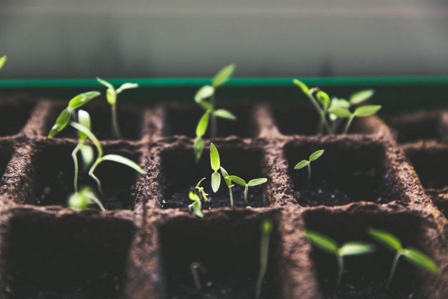 Selective focus photo of plant sprouts