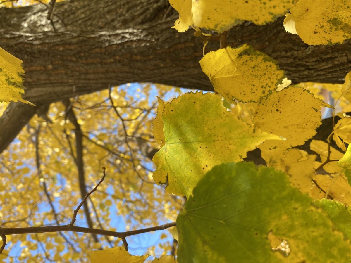 Leaves changing for fall